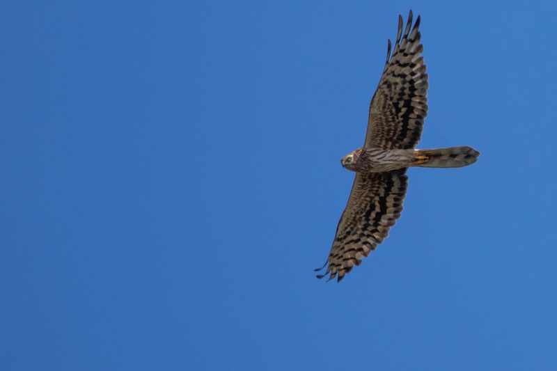 Busard cendré femelle